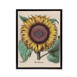 "Artery8 Sunflower Flos Solis Maior Flower Framed Canvas Wall Art Print - Size: W18"" x H24""" - thumbnail 1