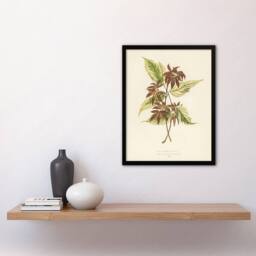 "Artery8 Vintage Botanical Boxelder Maple Leaves Fawcett Framed Wall Art Print in Beige - Size: W12"" x H16""" - thumbnail 4