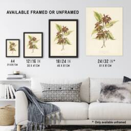 "Artery8 Vintage Botanical Boxelder Maple Leaves Fawcett Framed Wall Art Print in Beige - Size: W12"" x H16""" - thumbnail 3