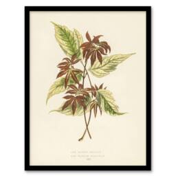 "Artery8 Vintage Botanical Boxelder Maple Leaves Fawcett Framed Wall Art Print in Beige - Size: W12"" x H16""" - thumbnail 1