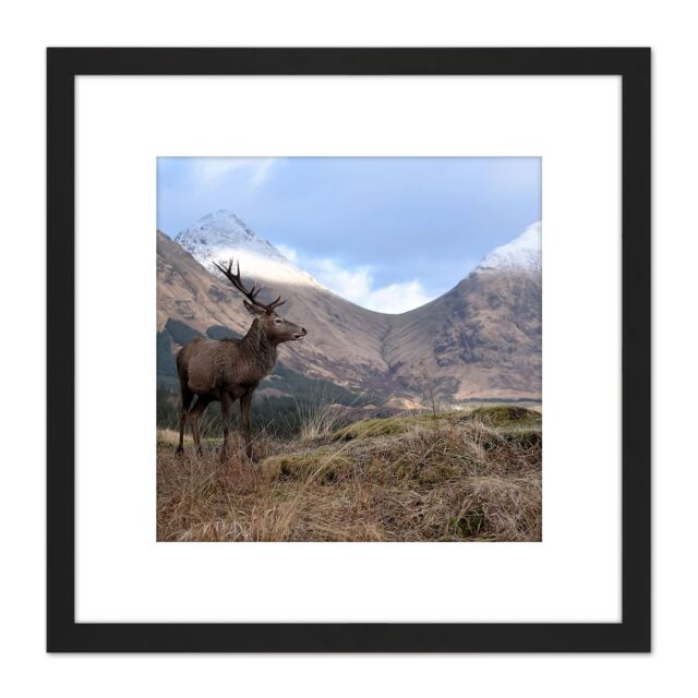 Artery8 Andrewmckie Red Deer Stag Glen Etive Scotland Photo 8X8 Inch Square Wooden Framed Wall Art Print Picture with Mount in Black - image 1