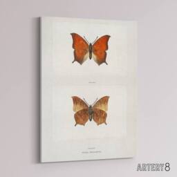 "Artery8 Tropical Leafwing Butterfly Sherman Denton Canvas Wall Art Print in White - Size: W12"" x H16""" - thumbnail 2