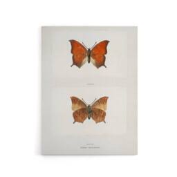 "Artery8 Tropical Leafwing Butterfly Sherman Denton Canvas Wall Art Print in White - Size: W12"" x H16""" - thumbnail 1