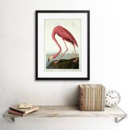 "Wee Blue Coo Painting Nature Audubon American Flamingo 12x16"" Framed Wall Art Print in Pink - Size: W12"" x H16""" - thumbnail 2