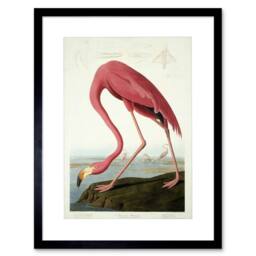 "Wee Blue Coo Painting Nature Audubon American Flamingo 12x16"" Framed Wall Art Print in Pink - Size: W12"" x H16""" - thumbnail 1
