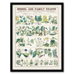 Artery8 School & family charts No XXII Calkins Framed Wall Art Print in White - Size: A4 - thumbnail 1