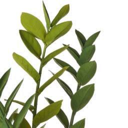 Wyld and Coco 76cm Artificial Potted Zamiifolia Green and Black Indoor Decorative - thumbnail 3