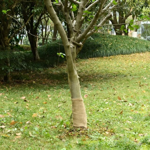 Berkfield Home Jute Roll 0.25x100 m 100% Jute 200 gsm - image 1