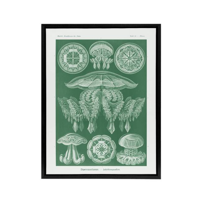 "Artery8 Discomedusae Jellyfish Species Haeckel Botanical Framed Canvas Art in Green - Size: W12"" x H16""" - image 1