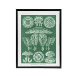 "Artery8 Discomedusae Jellyfish Species Haeckel Botanical Framed Canvas Art in Green - Size: W12"" x H16""" - thumbnail 1