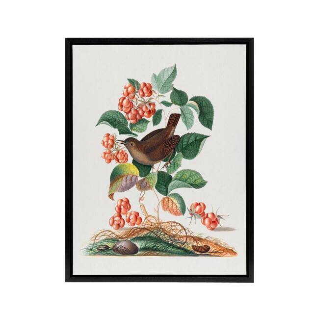 "Artery8 Eurasian Wren & Raspberry Plant Bolton Black Framed Canvas Wall Art - Size: W12"" x H16""" - image 1