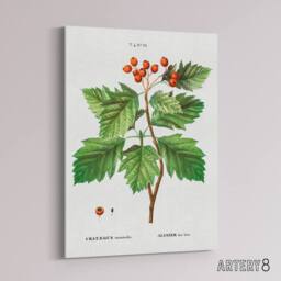 "Artery8 Hawthorn Botanical Illustration Redoute Vintage Canvas Wall Art in White - Size: W18"" x H24""" - thumbnail 2