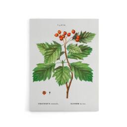 "Artery8 Hawthorn Botanical Illustration Redoute Vintage Canvas Wall Art in White - Size: W18"" x H24""" - thumbnail 1