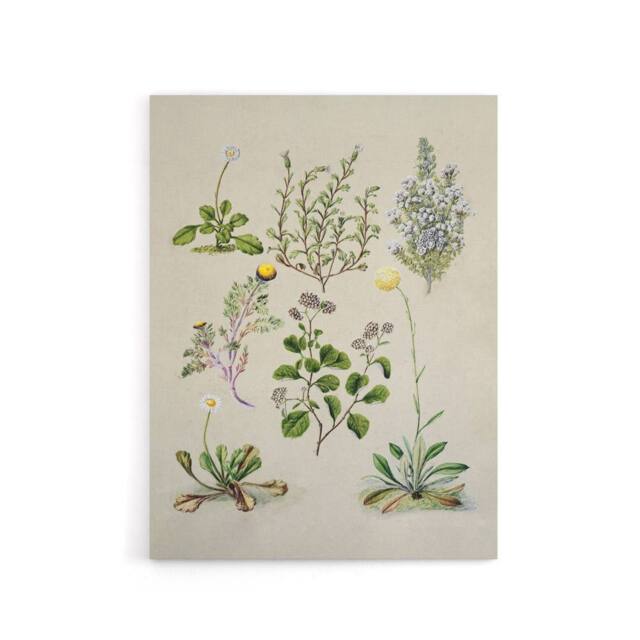 "Artery8 Native New Zealand Wildflowers Artwork Featon Canvas Wall Art Print in Beige - Size: W24"" x H32""" - image 1