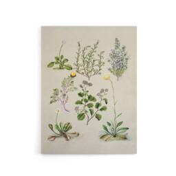 "Artery8 Native New Zealand Wildflowers Artwork Featon Canvas Wall Art Print in Beige - Size: W24"" x H32""" - thumbnail 1