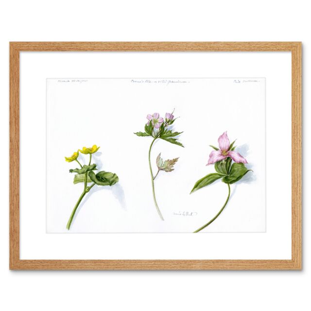 "Artery8 Wall Art Print Marigold Geranium Trillium Art Framed 9x7 inch in Beige - Size: W7"" x H9""" - image 1