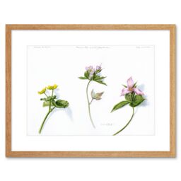 "Artery8 Wall Art Print Marigold Geranium Trillium Art Framed 9x7 inch in Beige - Size: W7"" x H9""" - thumbnail 1
