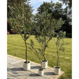 Lemon Pavilion Furniture and Decor Apulia Olive Tree in Pot 210 cm, Plastic, Height 210 cm, Brown/White in Brown - thumbnail 5