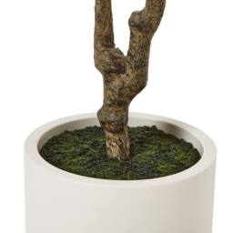 Lemon Pavilion Furniture and Decor Apulia Olive Tree in Pot 210 cm, Plastic, Height 210 cm, Brown/White in Brown - thumbnail 4
