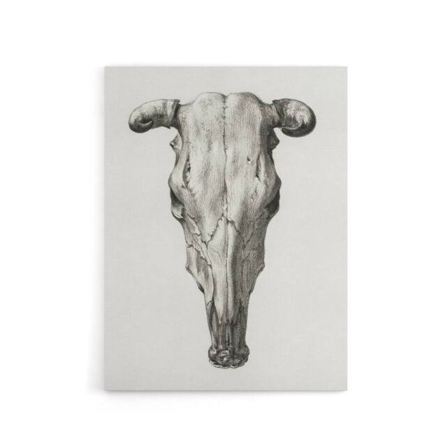 "Artery8 Skull of a Cow Pencil Drawing Bernard Vintage Canvas Wall Art in White - Size: W18"" x H24""" - image 1