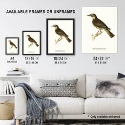 "Artery8 Redwing Bird Turdus Iliacus Von Wright Vintage Framed Wall Art Print in White - Size: W12"" x H16""" - thumbnail 3