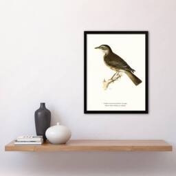 "Artery8 Redwing Bird Turdus Iliacus Von Wright Vintage Framed Wall Art Print in White - Size: W12"" x H16""" - thumbnail 4