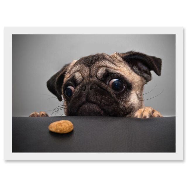 Artery8 Pug Dog Treat Cookie Eyes A4 Artwork Framed Wall Art Print in White - image 1