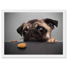 Artery8 Pug Dog Treat Cookie Eyes A4 Artwork Framed Wall Art Print in White - thumbnail 1