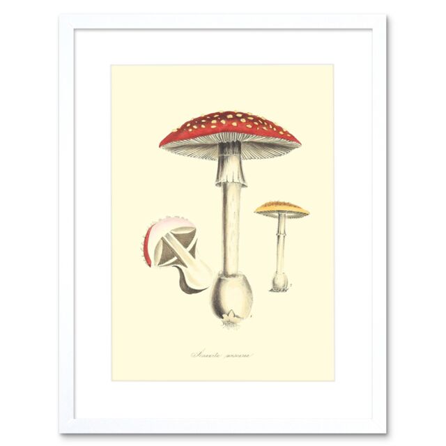 "Artery8 Wall Art Print Fungus Amanita Muscaria Fly Agaric Magic Mushroom Art Framed 9x7 inch in White - Size: W7"" x H9""" - image 1