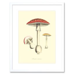"Artery8 Wall Art Print Fungus Amanita Muscaria Fly Agaric Magic Mushroom Art Framed 9x7 inch in White - Size: W7"" x H9""" - thumbnail 1