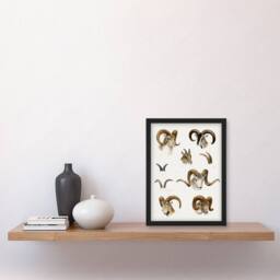 Artery8 Wild Bovidae Vintage Illustration Lydekker Framed Wall Art Print in White - Size: A4 - thumbnail 4