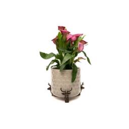 Jardinopia Stag Plant Pot Feet - Set of 3 - L4.5 x W5.5 x H7.5 cm in Bronze - thumbnail 5