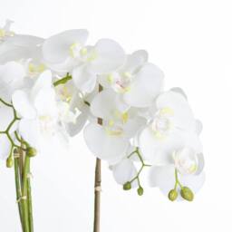 Hill Interiors Orchid In Stone Pot in White - thumbnail 2