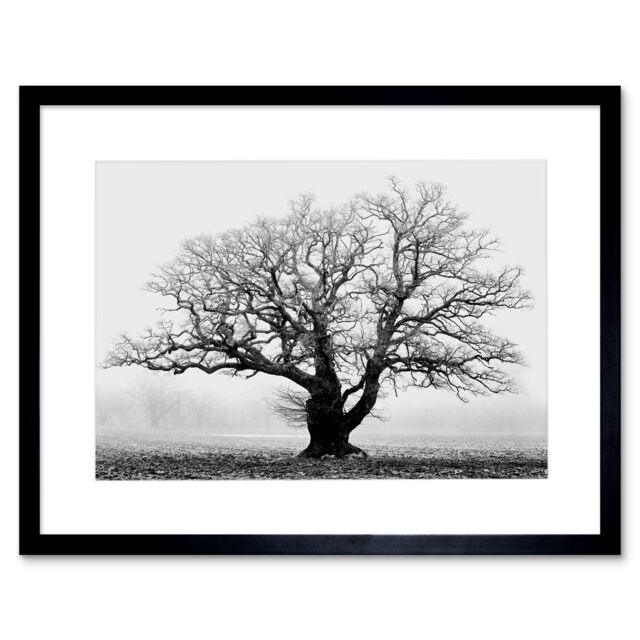 Artery8 Black & White Nature Photograph of an Old Branchy Tree in a Misty Morning Landscape Framed Wall Art Print Picture 12X16 inch - image 1