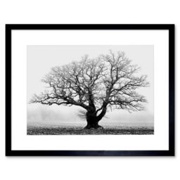 Black and White Nature Photograph of an Old Branchy Tree in a Misty Morning Landscape Framed Wall Art Print Picture 12X16 inch