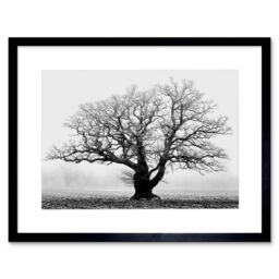 Artery8 Black & White Nature Photograph of an Old Branchy Tree in a Misty Morning Landscape Framed Wall Art Print Picture 12X16 inch - thumbnail 1