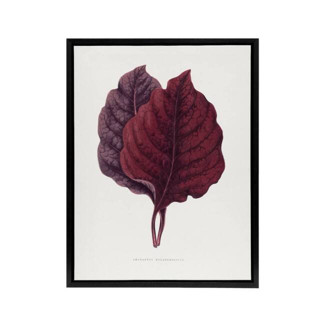 "Artery8 AF Lydon Benjamin Fawcett Red Amaranth Leaf Framed Canvas Art Print in White - Size: W12"" x H16""" - image 1