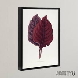 "Artery8 AF Lydon Benjamin Fawcett Red Amaranth Leaf Framed Canvas Art Print in White - Size: W12"" x H16""" - thumbnail 2