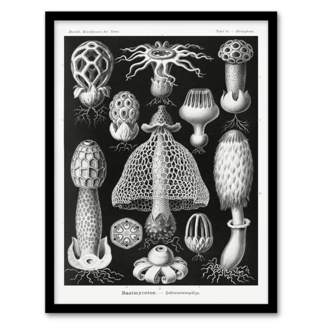 Artery8 Ernst Haeckel Framed Wall Art Print Basimycetes Fungi Species Vintage in Black - Size: A4 - image 1
