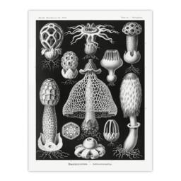 Artery8 Ernst Haeckel Framed Wall Art Print Basimycetes Fungi Species Vintage in Black - Size: A4 - thumbnail 3