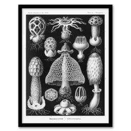 Artery8 Ernst Haeckel Framed Wall Art Print Basimycetes Fungi Species Vintage in Black - Size: A4 - thumbnail 1