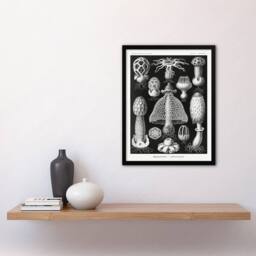 Artery8 Ernst Haeckel Framed Wall Art Print Basimycetes Fungi Species Vintage in Black - Size: A4 - thumbnail 2