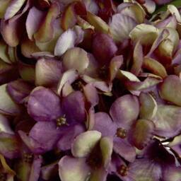 Lemon Pavilion Furniture and Decor Autumn Hydrangea Artificial Flower Single Stem - L18 x W18 x H42 cm in Burgundy - thumbnail 5