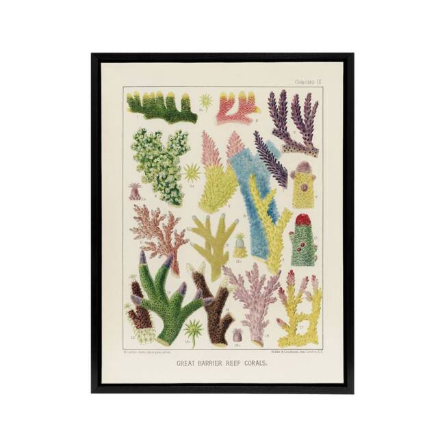 "Artery8 Great Barrier Reef Corals Marine Life Kent Framed Canvas Wall Art in Beige - Size: W12"" x H16""" - image 1