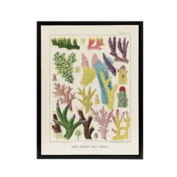 "Artery8 Great Barrier Reef Corals Marine Life Kent Framed Canvas Wall Art in Beige - Size: W12"" x H16""" - thumbnail 1