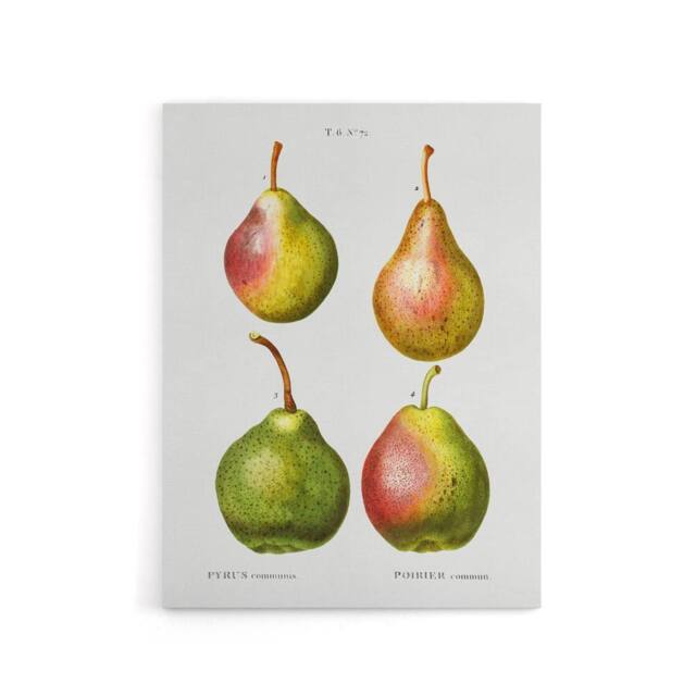 "Artery8 Pear Fruit Illustration Redoute Vintage Canvas Wall Art in White - Size: W18"" x H24""" - image 1