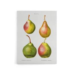 "Artery8 Pear Fruit Illustration Redoute Vintage Canvas Wall Art in White - Size: W18"" x H24""" - thumbnail 1