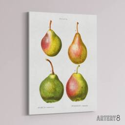 "Artery8 Pear Fruit Illustration Redoute Vintage Canvas Wall Art in White - Size: W18"" x H24""" - thumbnail 2