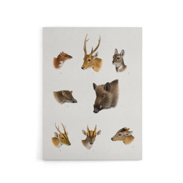 "Artery8 Wildlife Animals Vintage Illustration Lydekker Canvas Wall Art in White - Size: W18"" x H24""" - image 1