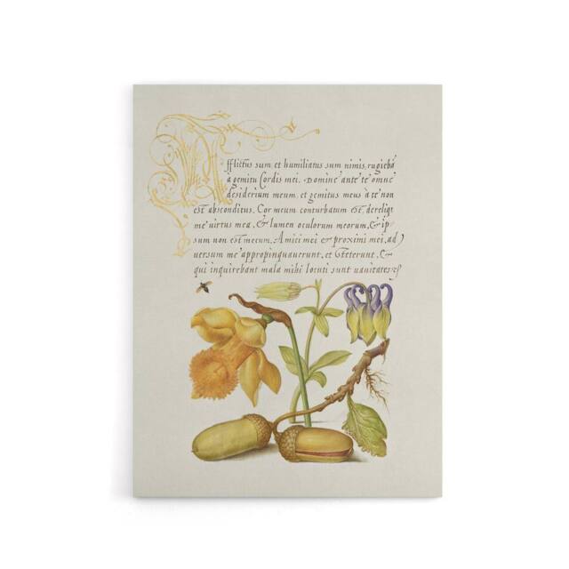 "Artery8 Daffodil Flower & Oak Acorns Calligraphy Canvas Wall Art Print in Beige - Size: W12"" x H16""" - image 1